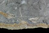 Four Ordovician Crinoids (Cupulocrinus) - Ontario #95195-1